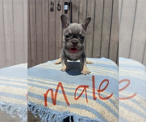 Medium French Bulldog