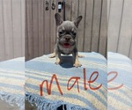 Puppy Red collar French Bulldog