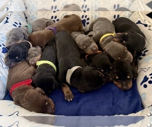 Doberman Pinscher Puppy for Sale in MEDFORD, Oregon USA