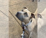 Small #3 Mastiff Mix