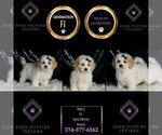 Small #6 Maltipoo