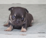 Puppy Sassy French Bulldog
