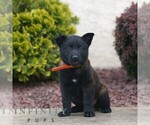 Small #2 Belgian Malinois