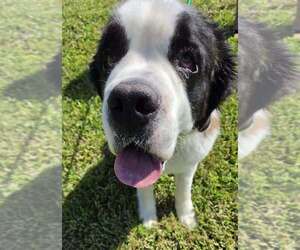 Walker - Male Saint Bernard Dog for Adoption - Photo #2