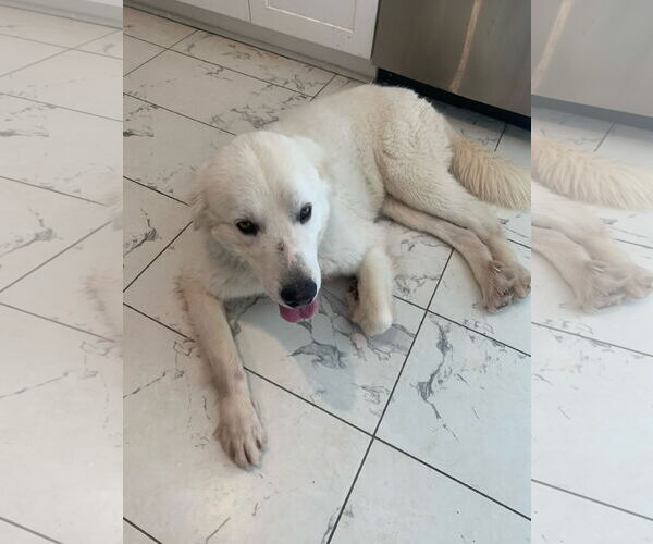 Medium Photo #10 Great Pyrenees Puppy For Sale in Dallas, TX, USA