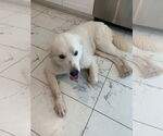 Small #9 Great Pyrenees