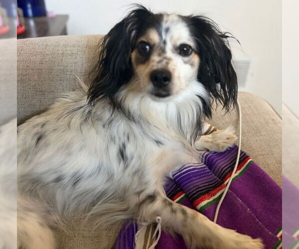 Medium Photo #3 Papillon Puppy For Sale in Lakewood, CO, USA