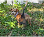 Small #3 Dachshund Mix