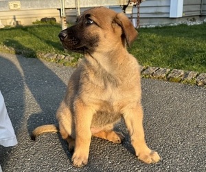 German Shepherd Dog Puppy for sale in NORTH DARTMOUTH, MA, USA