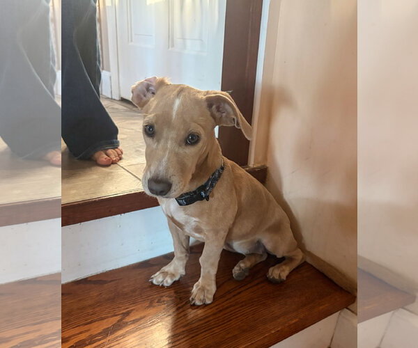 Medium Photo #2 Mutt Puppy For Sale in Morganville, NJ, USA