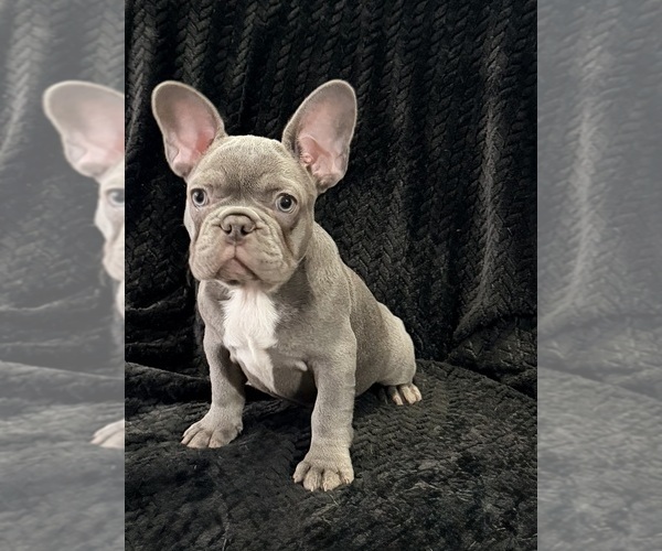 Medium Photo #26 French Bulldog Puppy For Sale in FOUNTAIN CITY, IN, USA