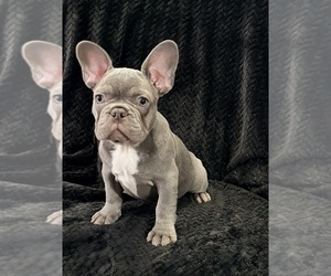 Medium French Bulldog