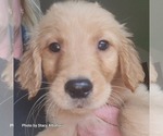 Small Photo #8 Golden Retriever Puppy For Sale in BATH, NY, USA