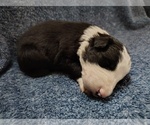 Small #54 Border Collie