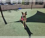 Small #19 German Shepherd Dog Mix