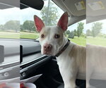 Small #1 Siberian Husky Mix