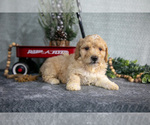 Small Photo #10 Poodle (Miniature) Puppy For Sale in WOLCOTTVILLE, IN, USA
