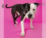 Small #1 American Pit Bull Terrier Mix