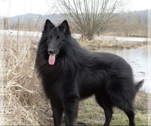 Belgian Sheepdog Puppy for sale in HAMILTON, MO, USA