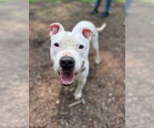 American Pit Bull Terrier-Unknown Mix Dogs for adoption in Techny, IL, USA