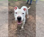 Small American Pit Bull Terrier Mix