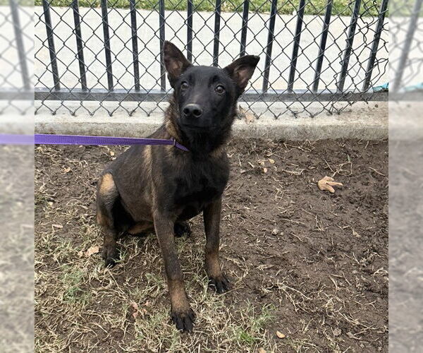 Medium Photo #1 Mutt Puppy For Sale in Riverside, CA, USA