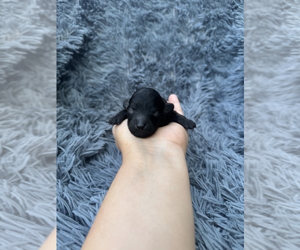 Medium Photo #1 Poodle (Toy) Puppy For Sale in JEFFERSONVILLE, IN, USA