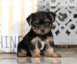Small Yorkshire Terrier