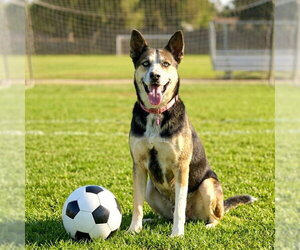 Siberian Husky-Unknown Mix Dogs for adoption in Long Beach, CA, USA