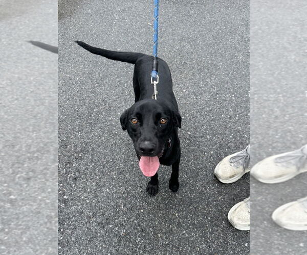 Medium Photo #9 Labrador Retriever-Unknown Mix Puppy For Sale in Brewster, NY, USA