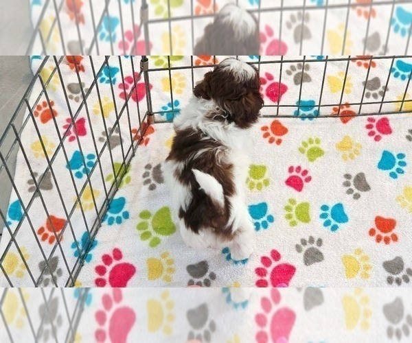 Medium Photo #4 ShihPoo Puppy For Sale in ORO VALLEY, AZ, USA