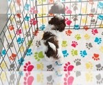Small #3 ShihPoo