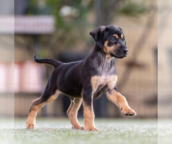 Medium Photo #4 Mutt Puppy For Sale in San Diego, CA, USA