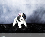 Small Photo #7 Cocker Spaniel Puppy For Sale in MILLERSBURG, IN, USA