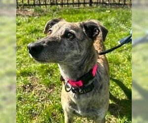 Whippet Dogs for adoption in Cherry Hill, NJ, USA