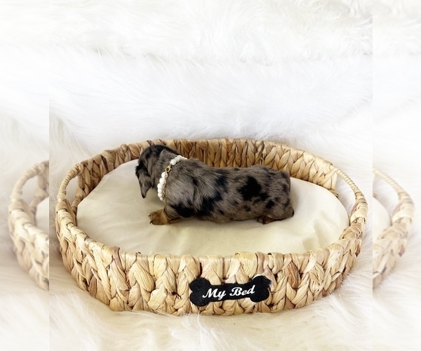 Medium Photo #9 Dachshund Puppy For Sale in DAVIS, CA, USA