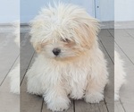 Puppy Winston Mal-Shi