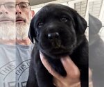 Puppy Puppy 1 Labrador Retriever