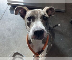 American Pit Bull Terrier-Unknown Mix Dogs for adoption in Tavares, FL, USA