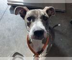 Small American Pit Bull Terrier Mix