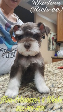 Medium Photo #1 Schnauzer (Miniature) Puppy For Sale in CYPRESS, TX, USA