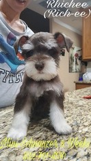 Schnauzer (Miniature) Puppy for sale in CYPRESS, TX, USA