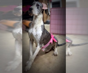 Mother of the Great Dane puppies born on 06/08/2026