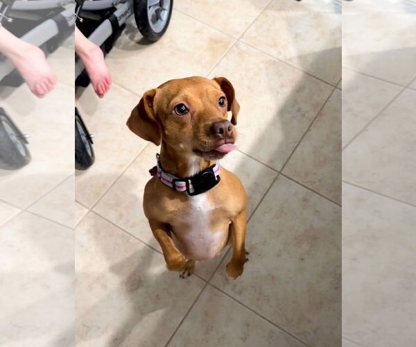 Medium Photo #8 Chiweenie Puppy For Sale in Valrico, FL, USA