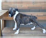 Small Photo #12 Boxer Puppy For Sale in CHILHOWEE, MO, USA