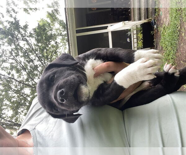 Medium Photo #5 Mutt Puppy For Sale in Mount Pleasant, SC, USA