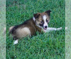Border Collie Puppy for sale in DOUGLASS, KS, USA