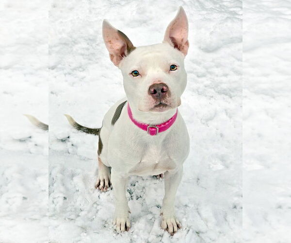 Medium Photo #3 Mutt Puppy For Sale in Westminster, MA, USA