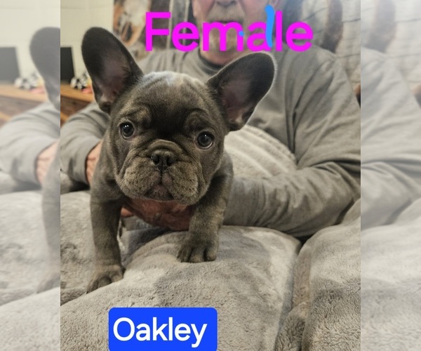Medium Photo #5 French Bulldog Puppy For Sale in FAIRVIEW, MO, USA