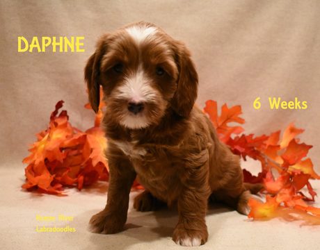 Medium Photo #7 Australian Labradoodle Puppy For Sale in ANDOVER, MN, USA